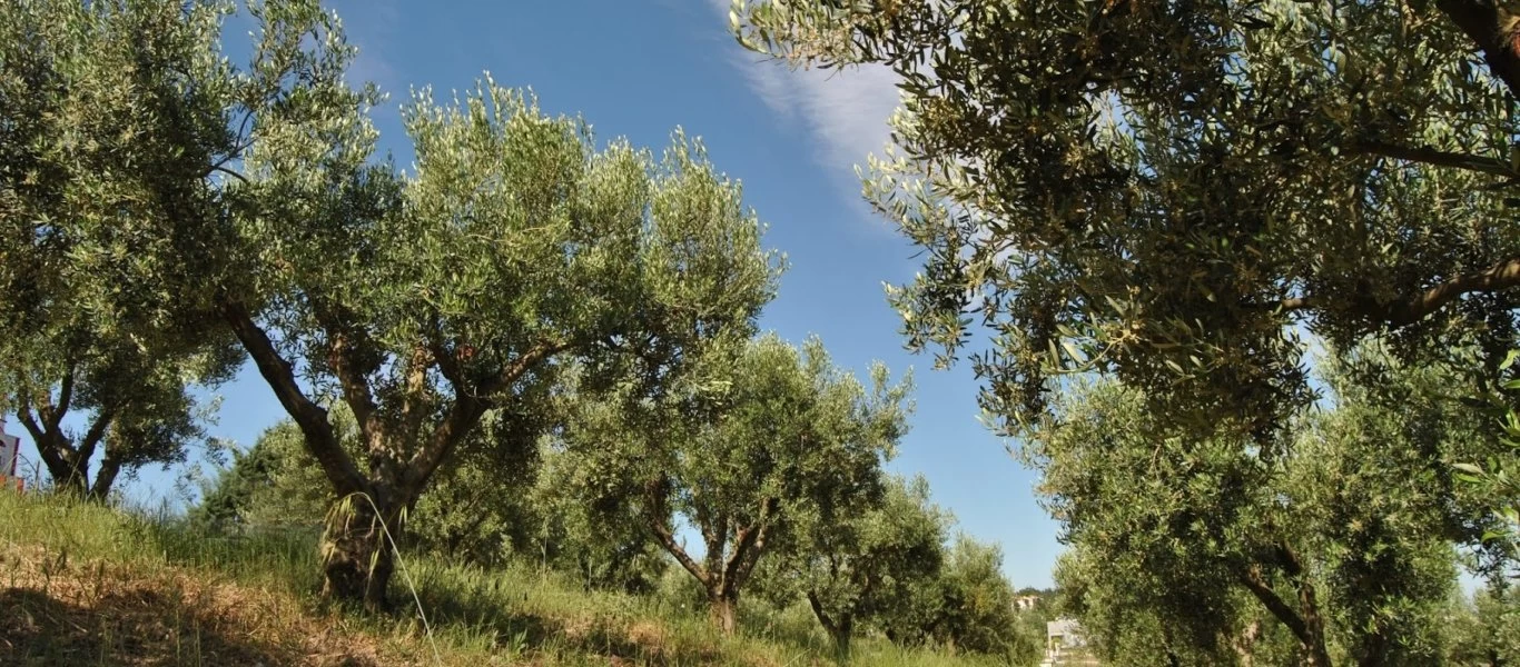 Κρήτη: Επιστρατεύουν drones στην «μάχη» κατά του δάκου σε ελαιώνες